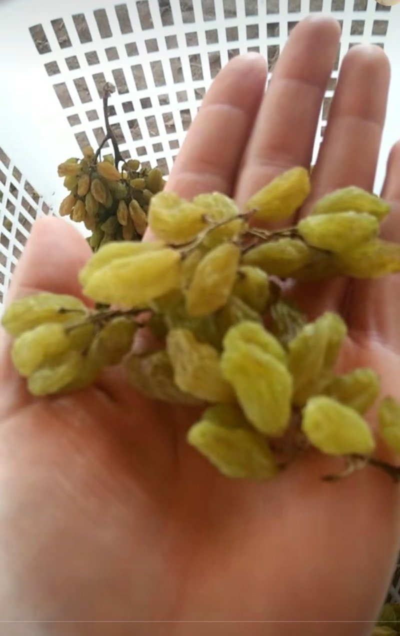 绿钻石葡萄干