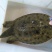洪湖野生甲鱼