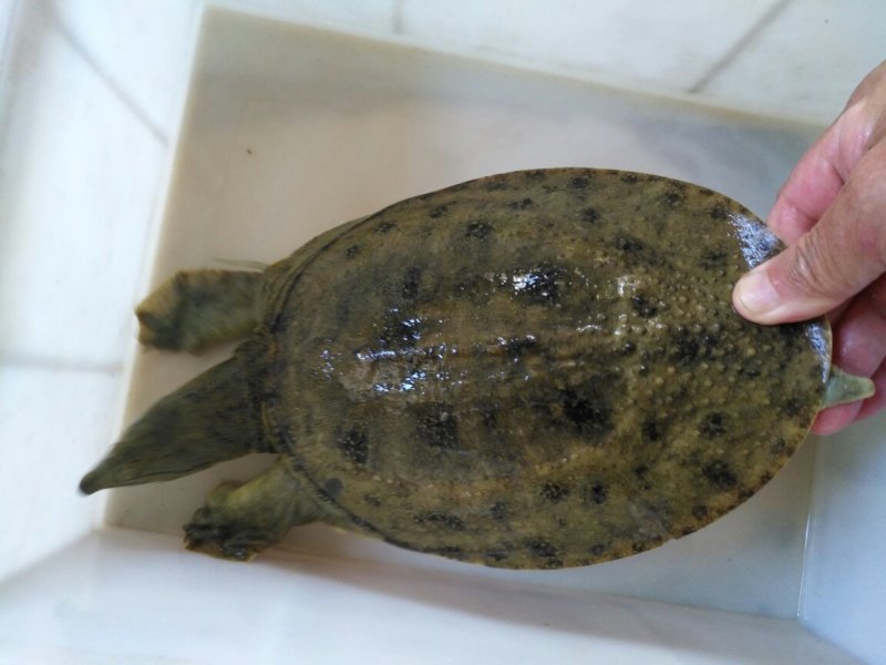 洪湖野生甲鱼