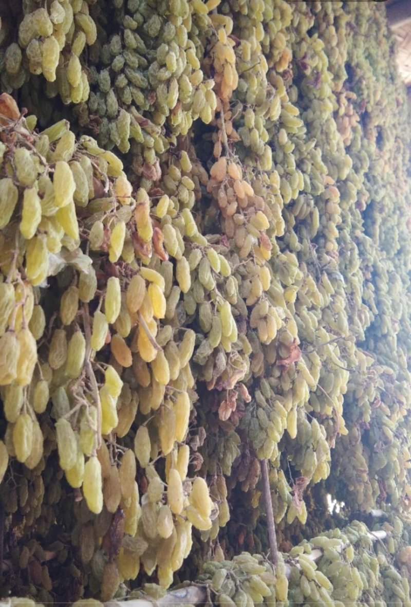 绿钻石葡萄干