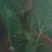 菠菜