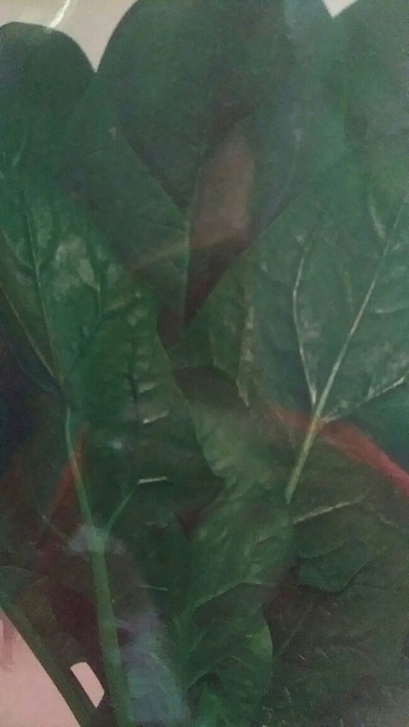 菠菜