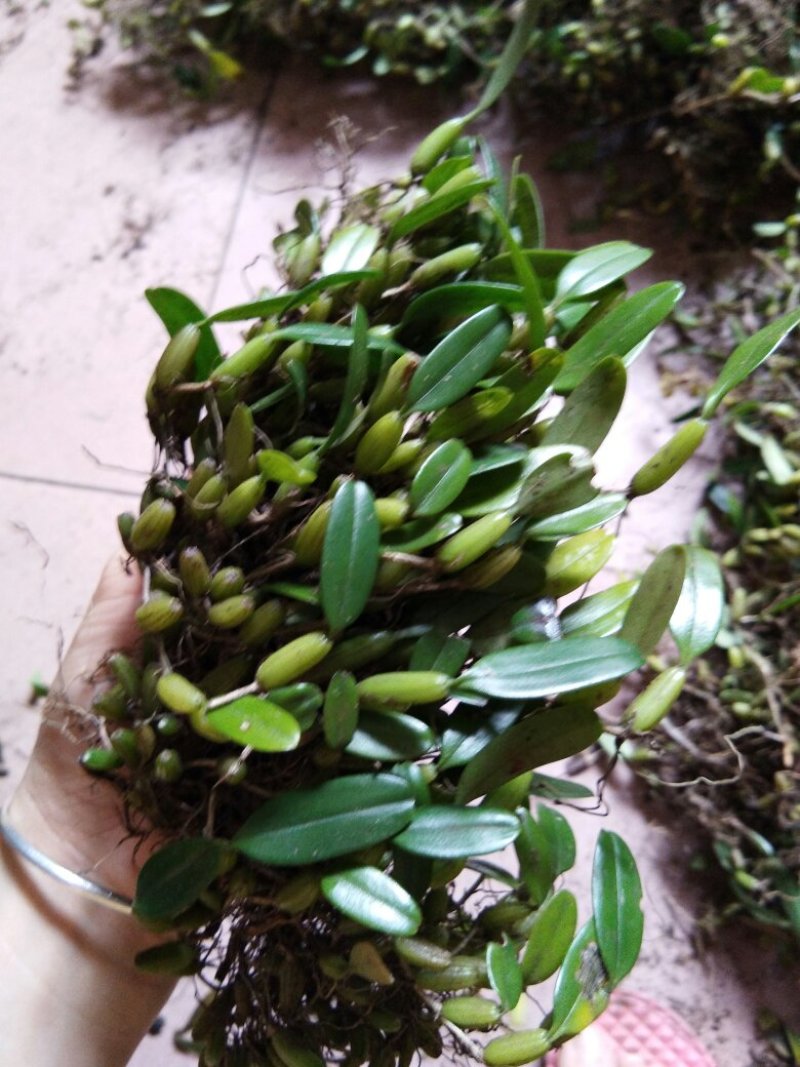 石橄榄