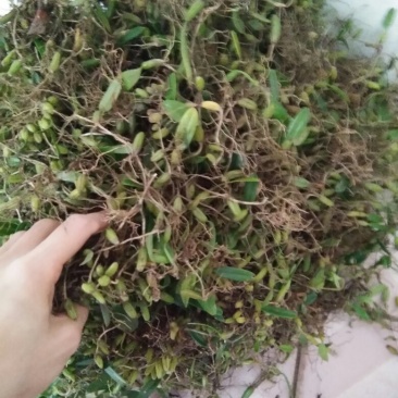 石橄榄