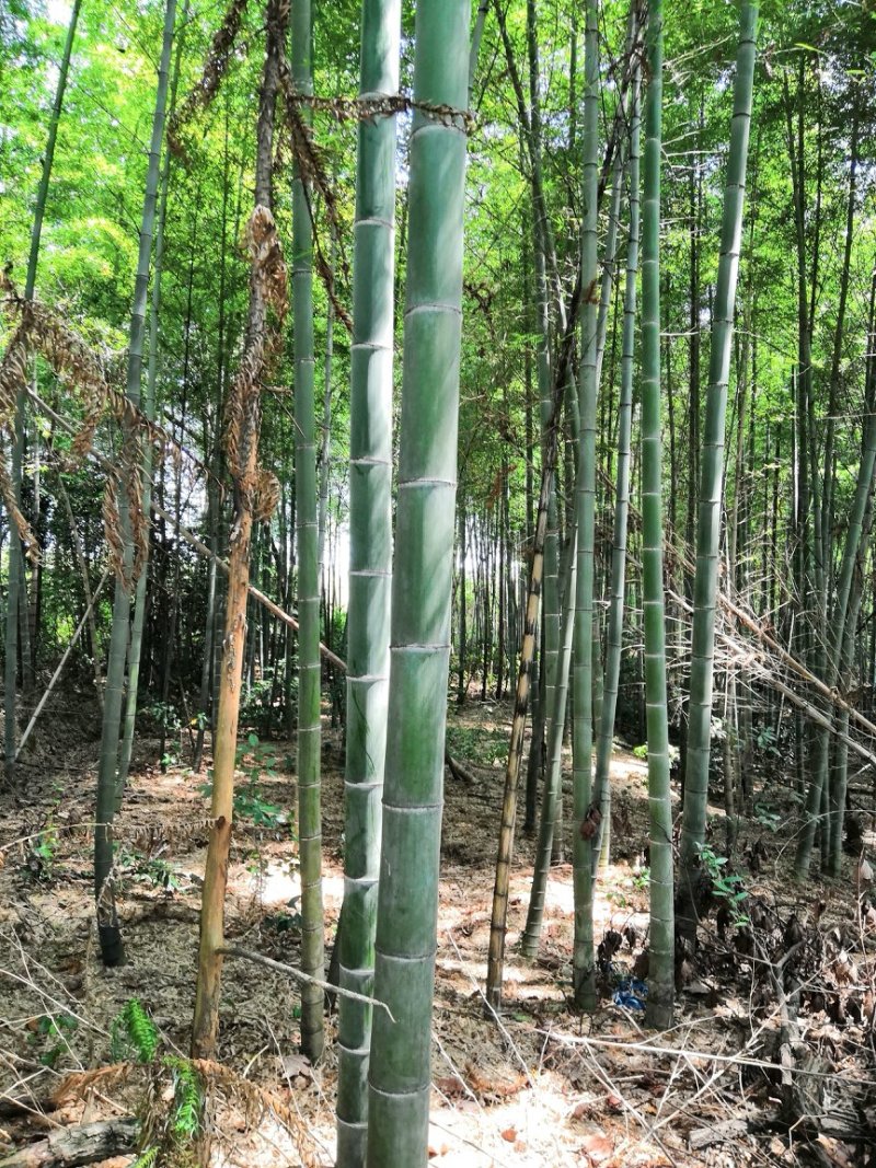 竹子