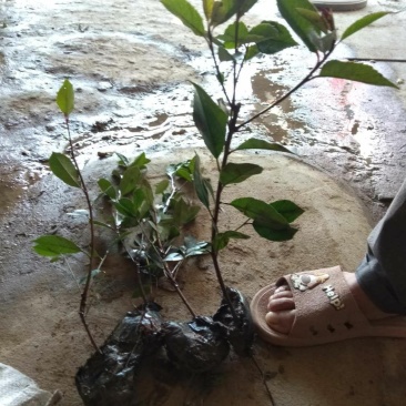 现场销售红叶石楠小杯苗量大
