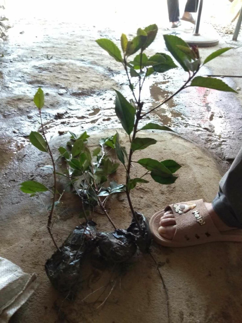 现场销售红叶石楠小杯苗量大