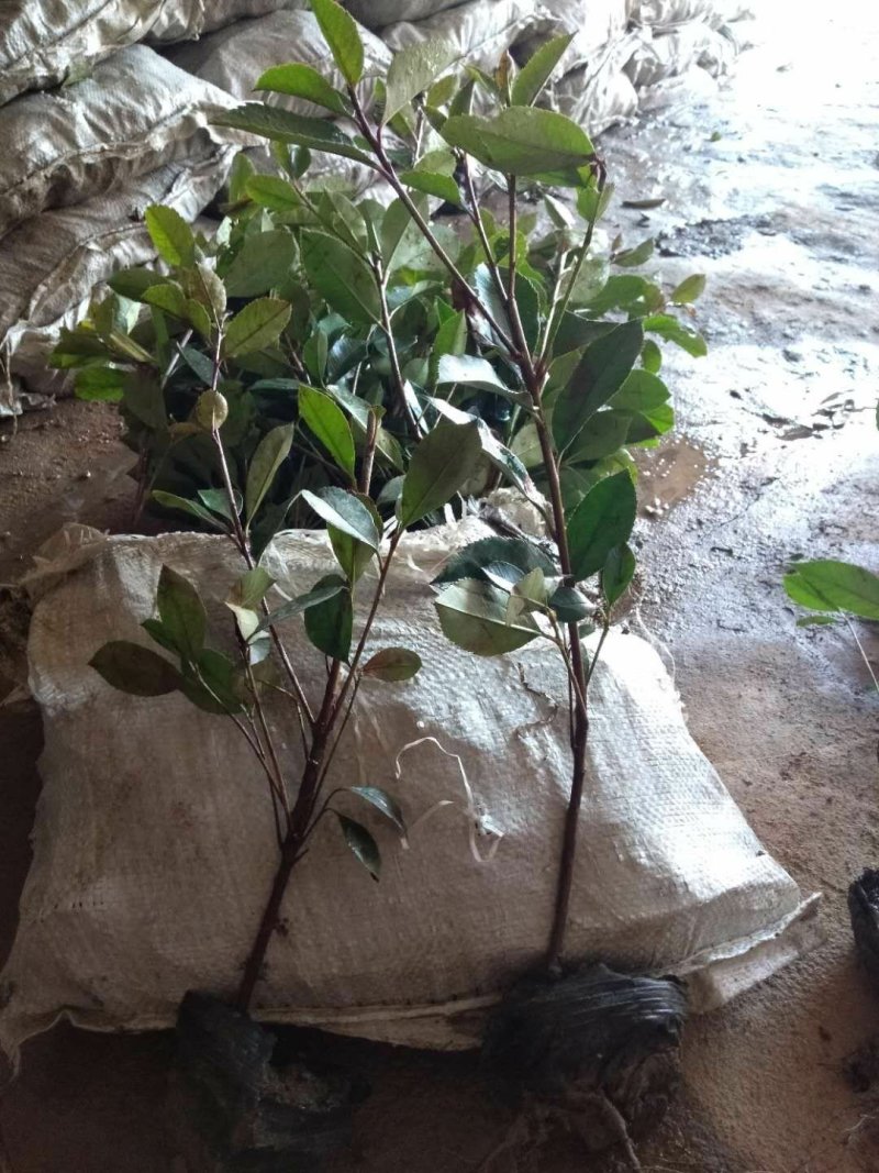 现场销售红叶石楠小杯苗量大