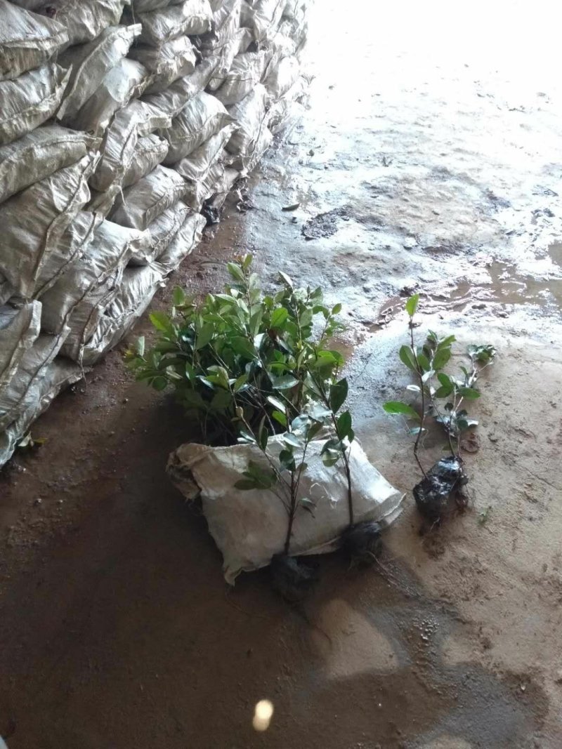 现场销售红叶石楠小杯苗量大