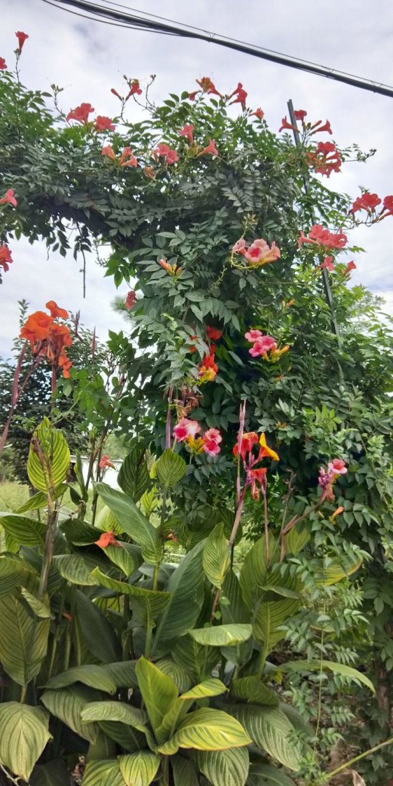 基地直销美国凌霄工程苗小苗