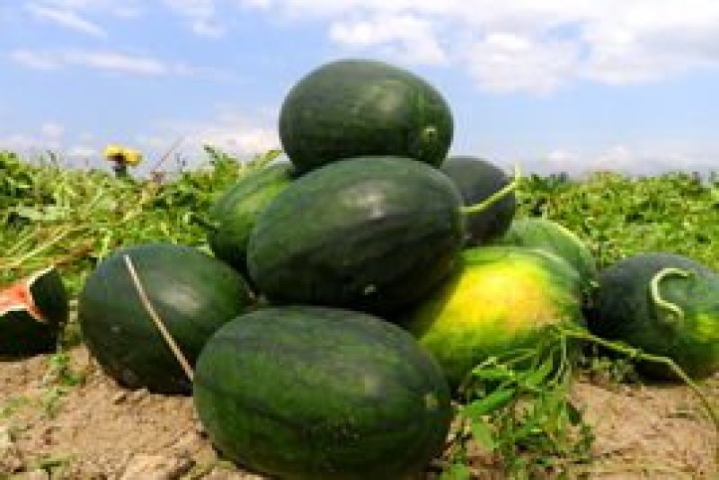 黑美人西瓜🍉