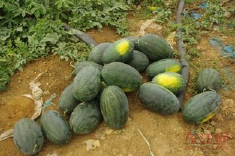 黑美人西瓜🍉