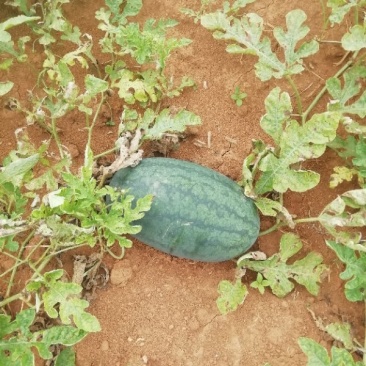 黑美人西瓜🍉