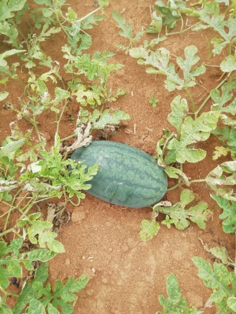 黑美人西瓜🍉