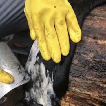 纯手工制作阿胶过程