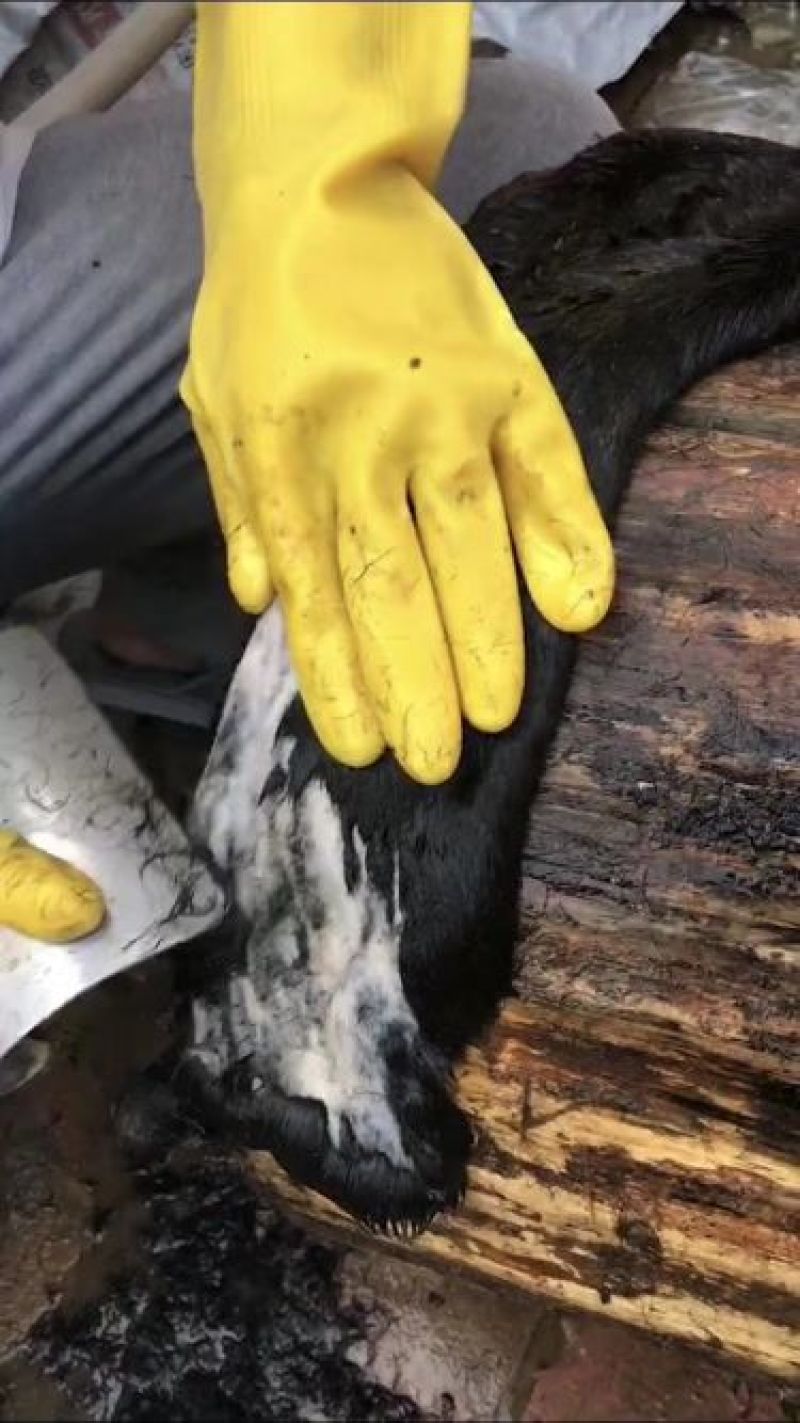 纯手工制作阿胶过程