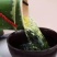 竹筒酒