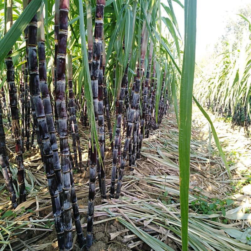 黑皮甘蔗，上市中，自家种植，