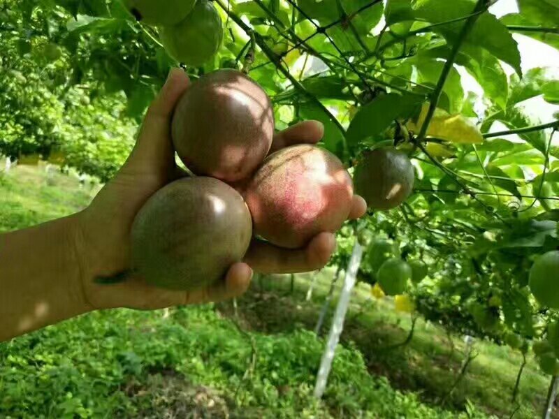 酸甜可口，老少皆宜的高品质百香果