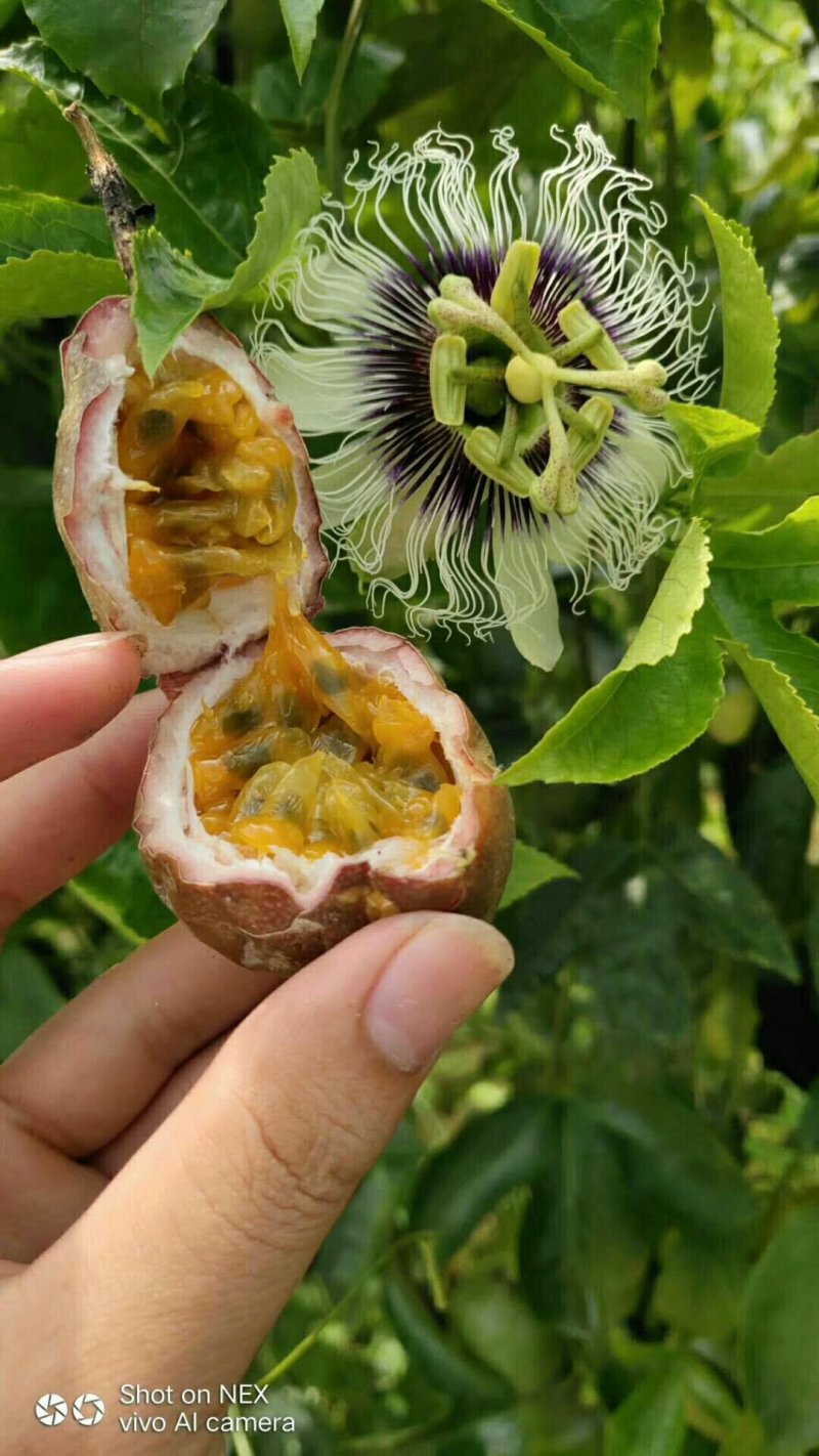 酸甜可口，老少皆宜的高品质百香果