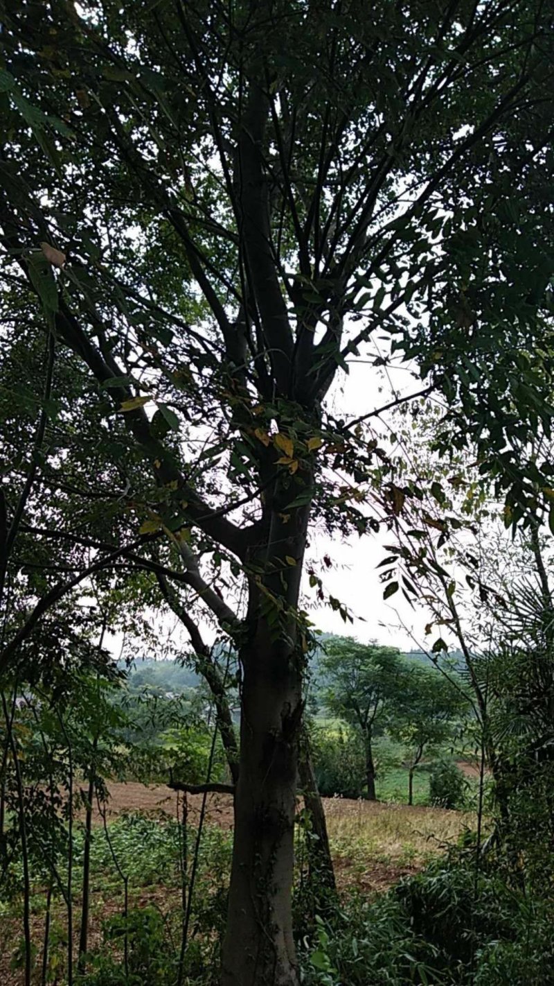 出售8-15