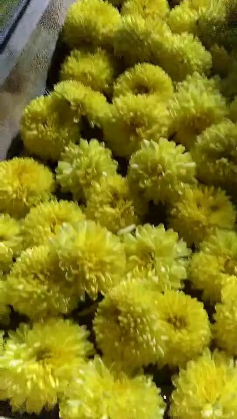 药菊