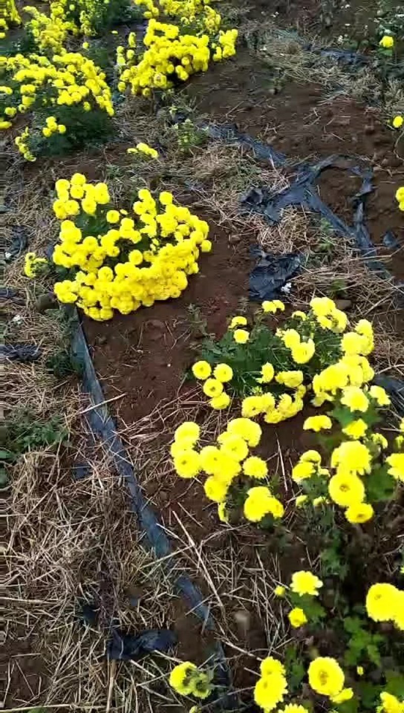 药菊
