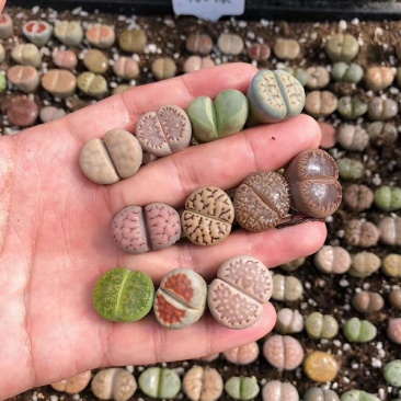 混合生石花多肉