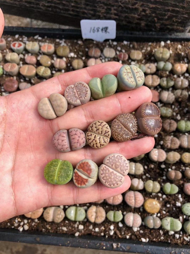 混合生石花多肉