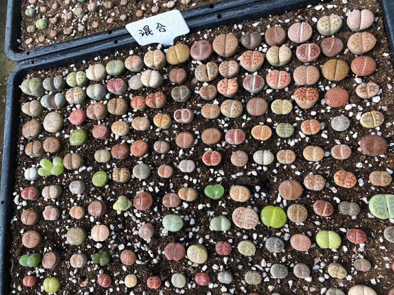 混合生石花多肉