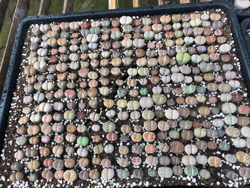 混合生石花多肉