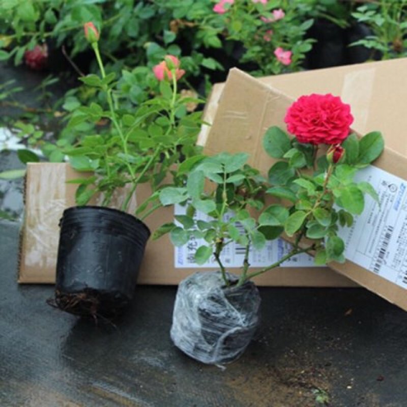 欧月藤本月季花苗玫瑰蔷薇花卉