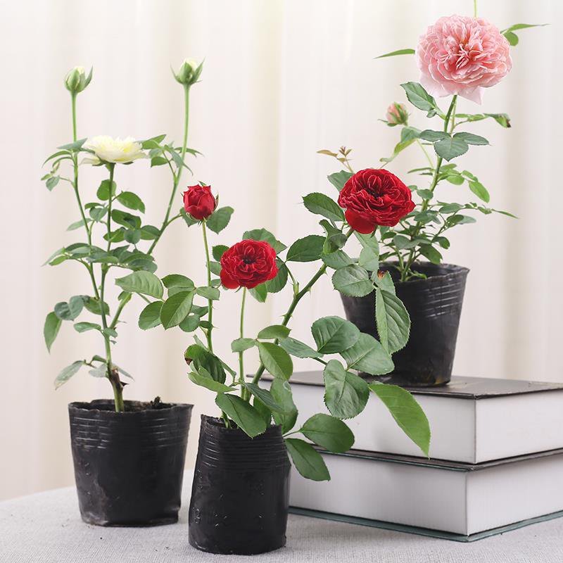 欧月藤本月季花苗玫瑰蔷薇花卉