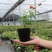 欧月藤本月季花苗玫瑰蔷薇花卉