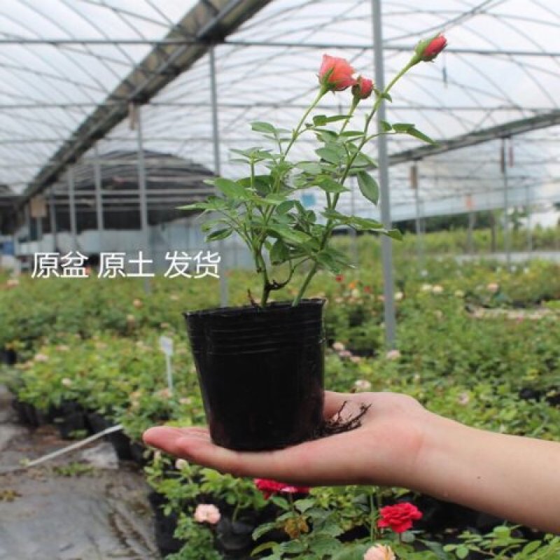 欧月藤本月季花苗玫瑰蔷薇花卉
