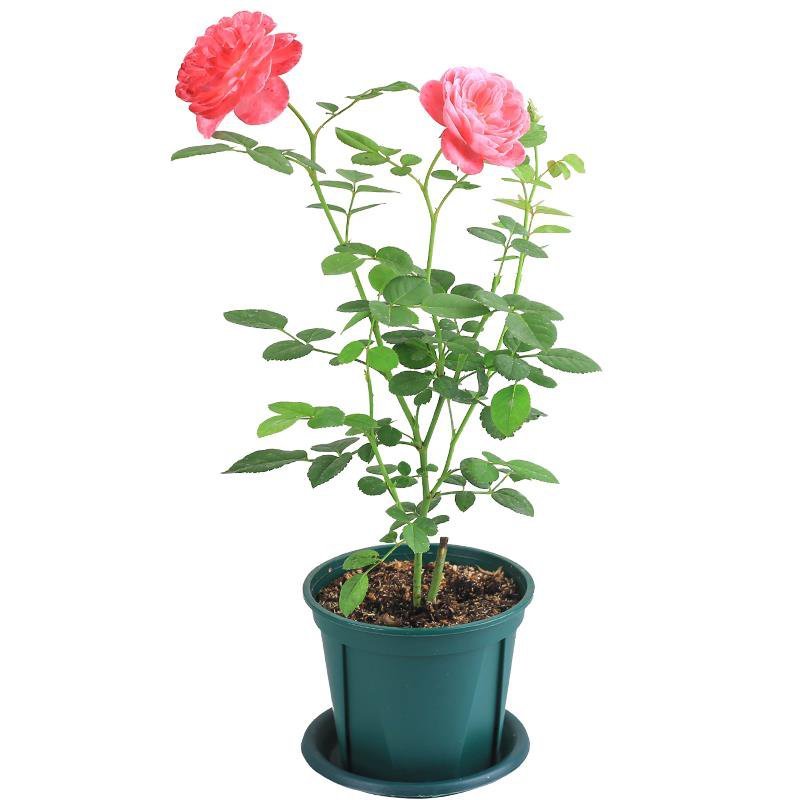 欧月藤本月季花苗玫瑰蔷薇花卉