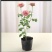 欧月藤本月季花苗玫瑰蔷薇花卉