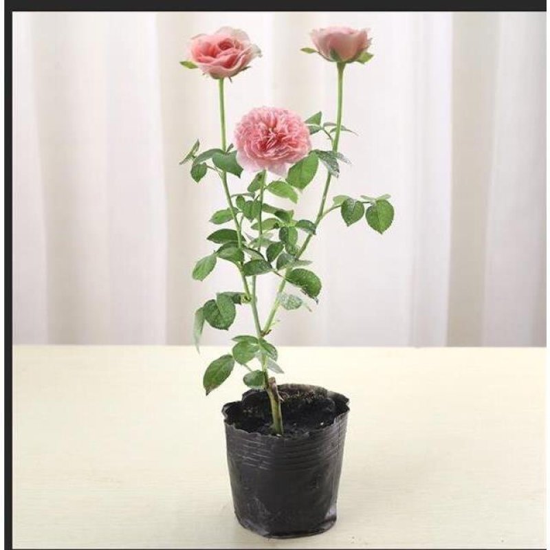 欧月藤本月季花苗玫瑰蔷薇花卉