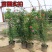 欧月藤本月季花苗玫瑰蔷薇花卉