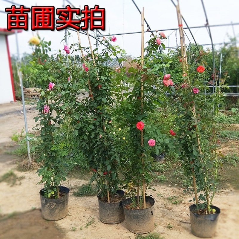 欧月藤本月季花苗玫瑰蔷薇花卉