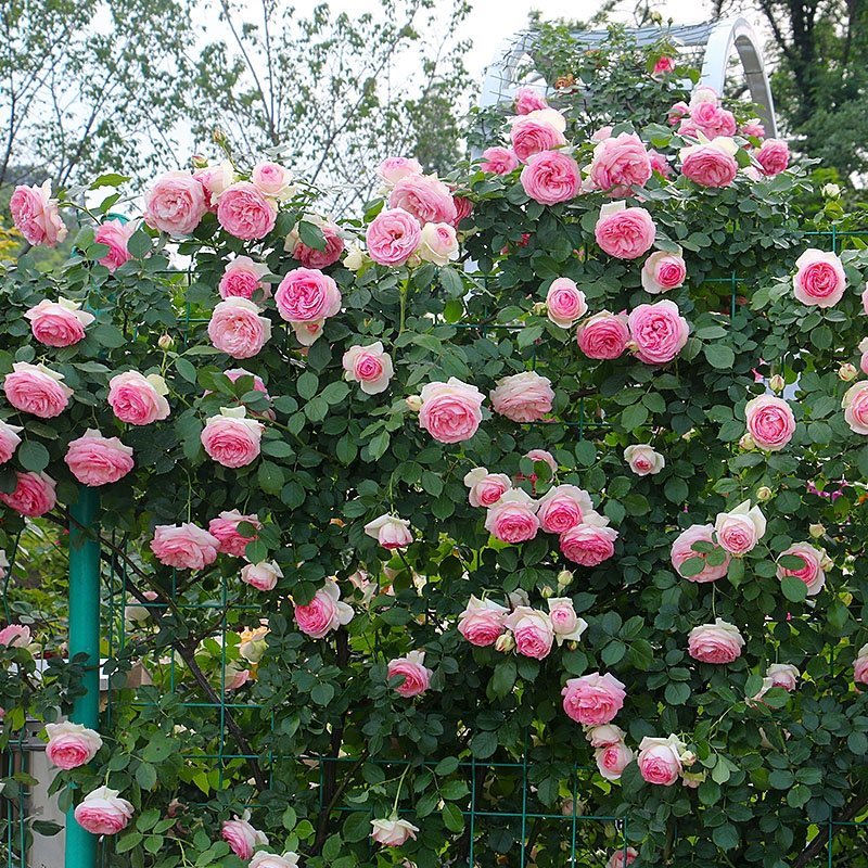欧月藤本月季花苗玫瑰蔷薇花卉