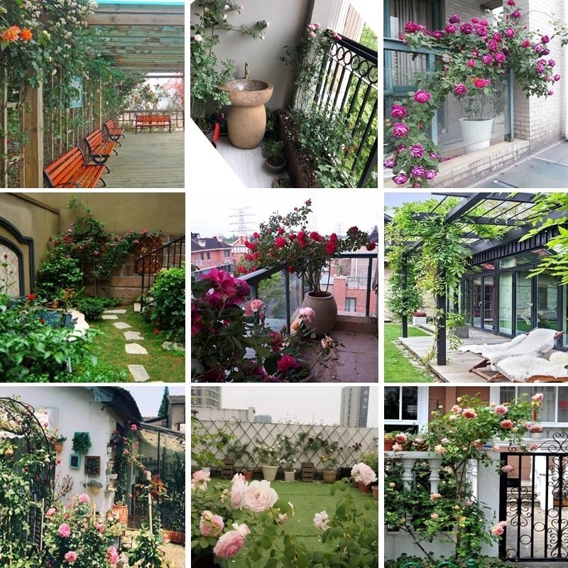 欧月藤本月季花苗玫瑰蔷薇花卉