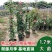 欧月藤本月季花苗玫瑰蔷薇花卉