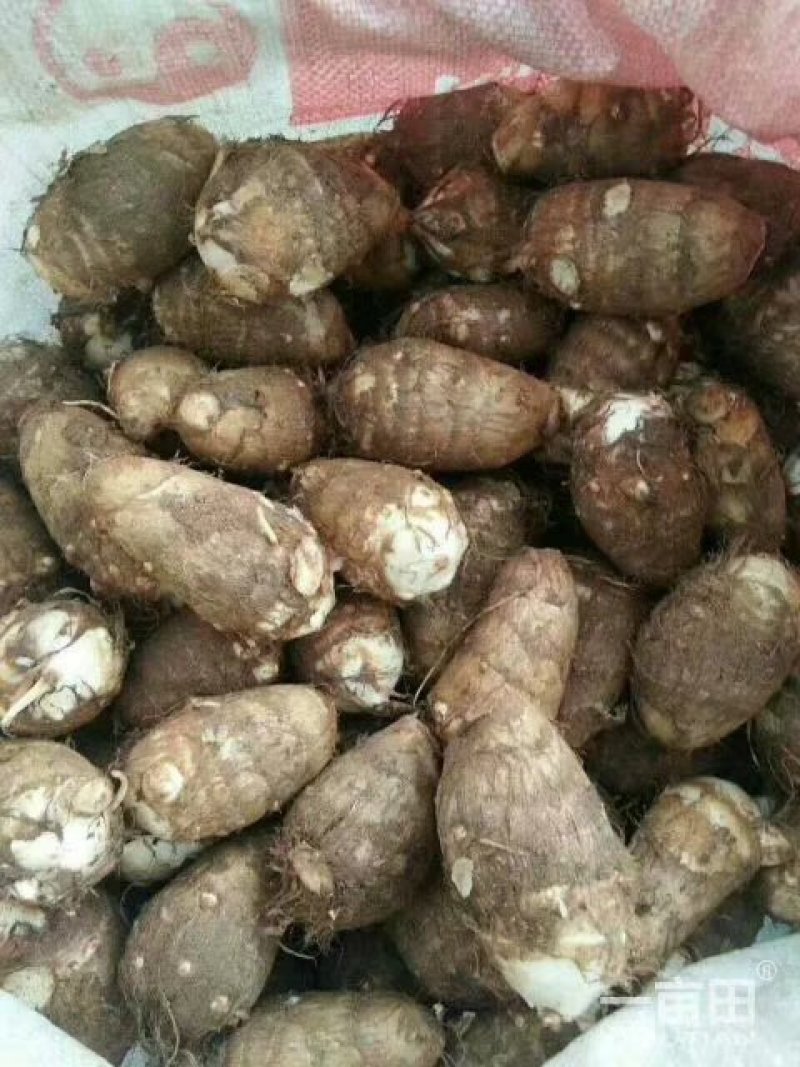 芋头山东省临沂市沂水县优质8520豆包芋头大量供应