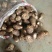 芋头山东省临沂市沂水县优质8520豆包芋头大量供应