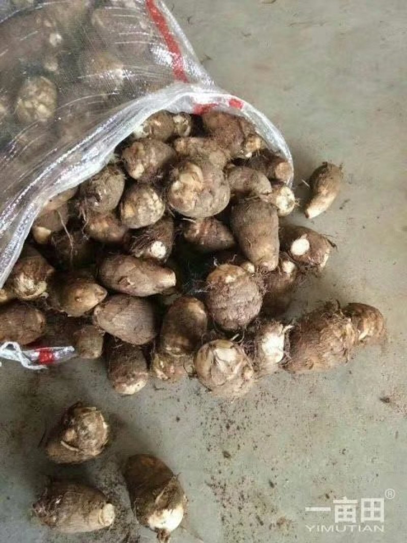 芋头山东省临沂市沂水县优质8520豆包芋头大量供应