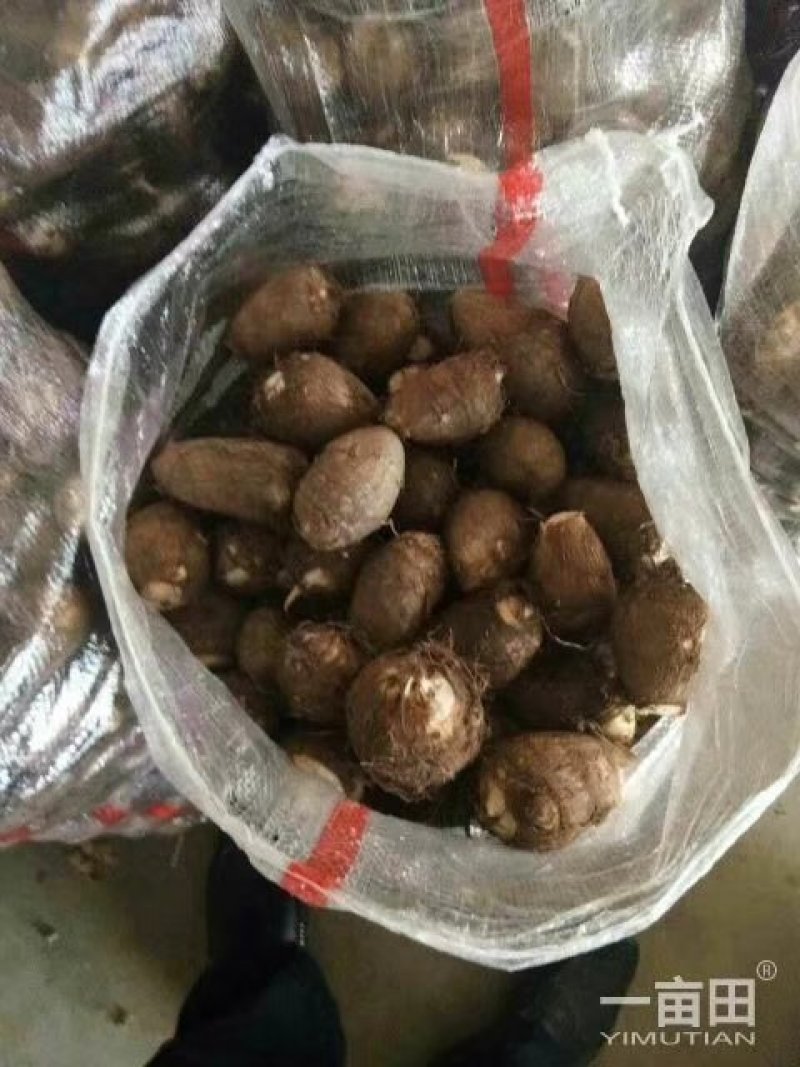 芋头山东省临沂市沂水县优质8520豆包芋头大量供应
