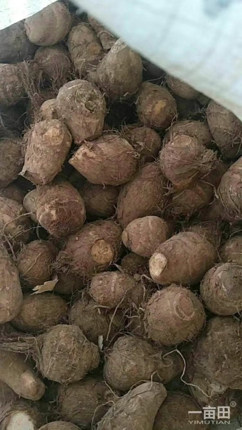 芋头山东省临沂市沂水县优质8520豆包芋头大量供应