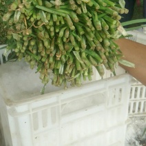 大量韭菜出售