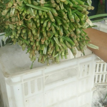 大量韭菜出售